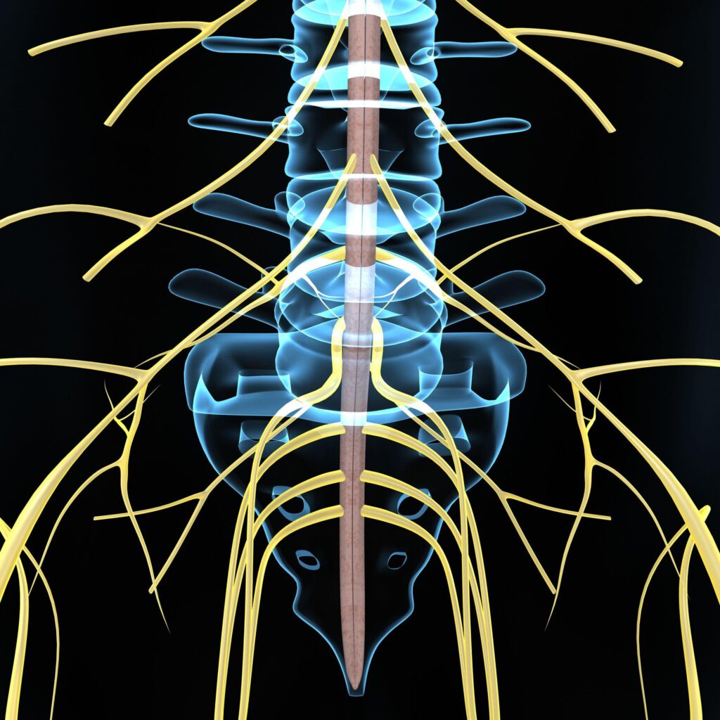 Spine health and posture support with brain-based chiropractic care in Calgary